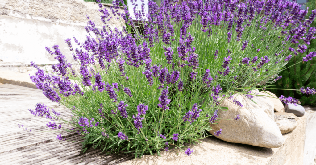 Lavande jardin méditerranéen