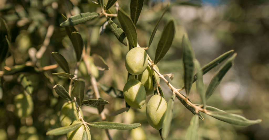 Olivier jardin méditerranéen