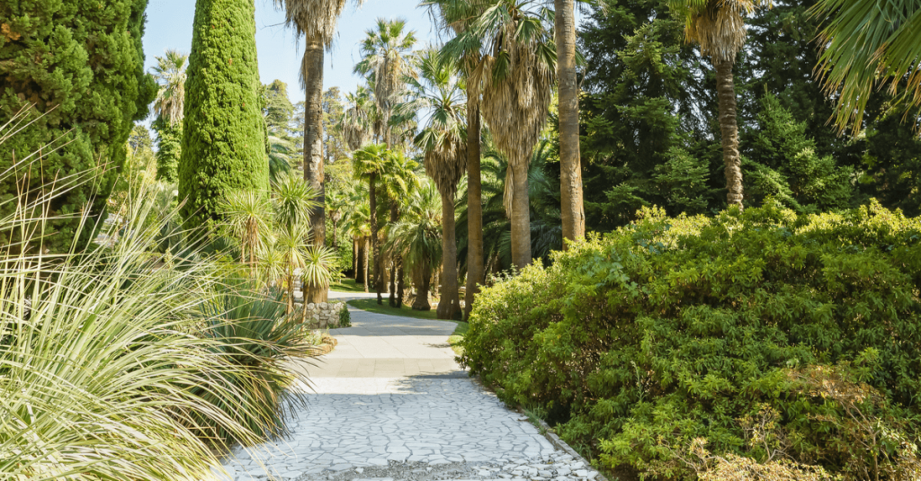 Palmier jardin méditerranéen