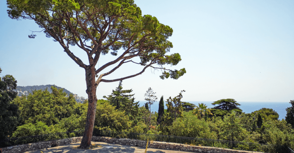 Pin parasol jardin méditerranéen
