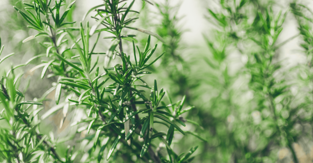 Romarin jardin méditerranéen