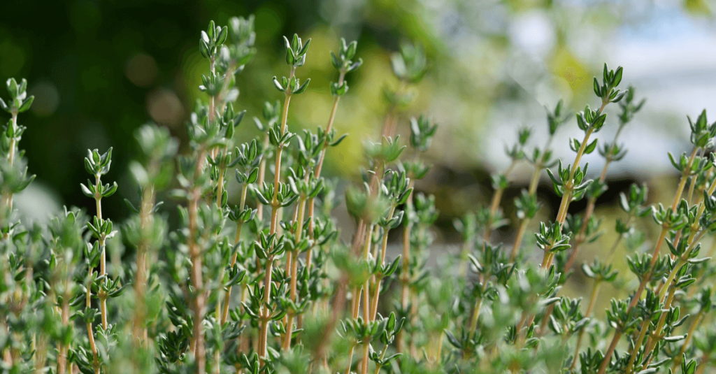 Thym jardin méditerranéen