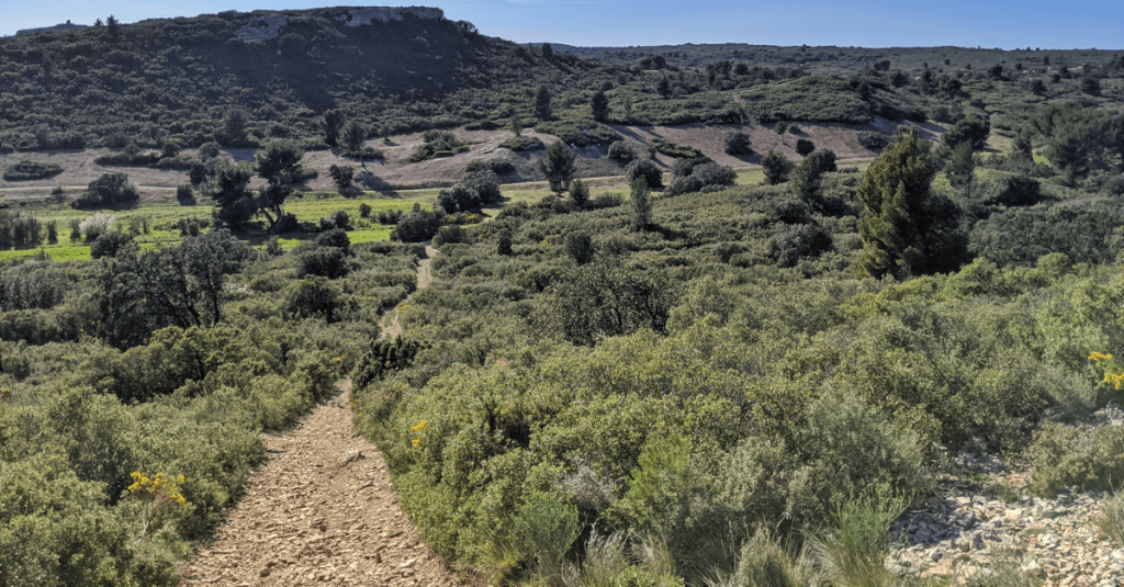 Végétation garrigue