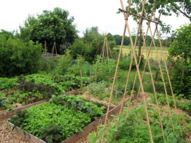 Potager en permaculture