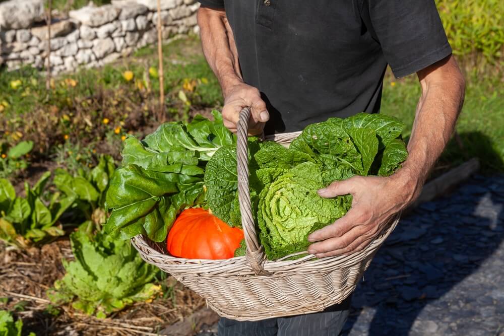 Légumes potager en permaculture