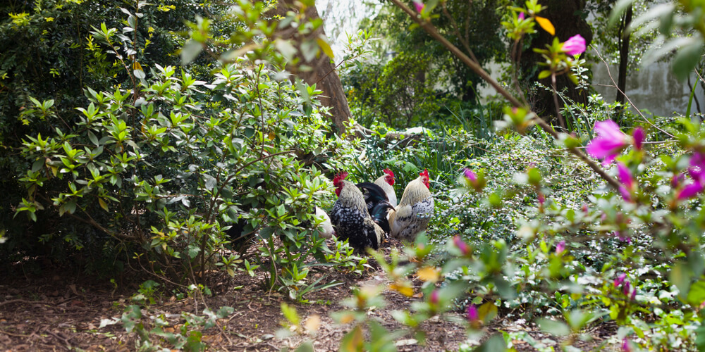 Biodiversité poules permaculture