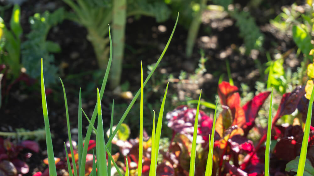 Faire évoluer potager permaculture