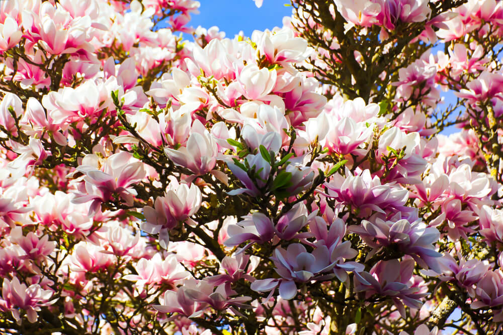 Aménager un jardin japonais : les 5 éléments majeurs