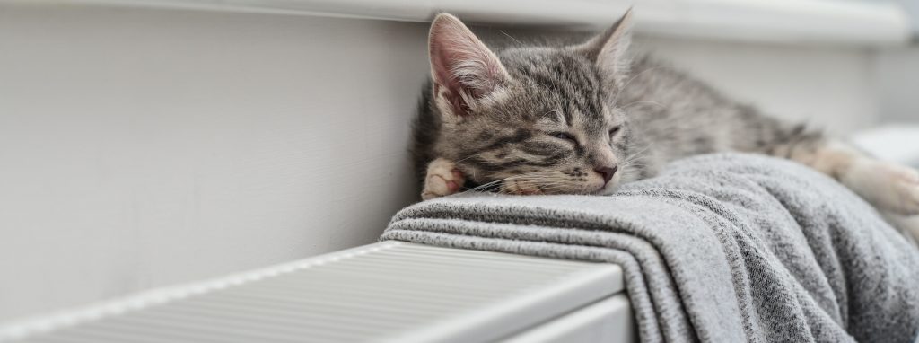 Chaton qui somnole sur un radiateur