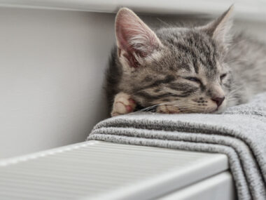 Chaton qui somnole sur un radiateur