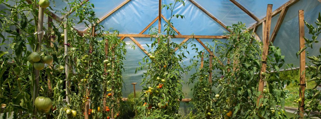 Serre de jardin avec plants de tomates