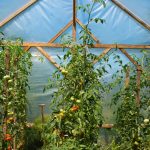 Serre de jardin avec plants de tomates