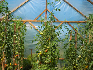Serre de jardin avec plants de tomates