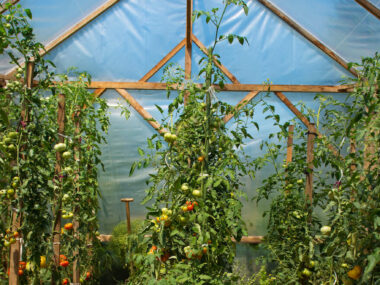 Serre de jardin avec plants de tomates