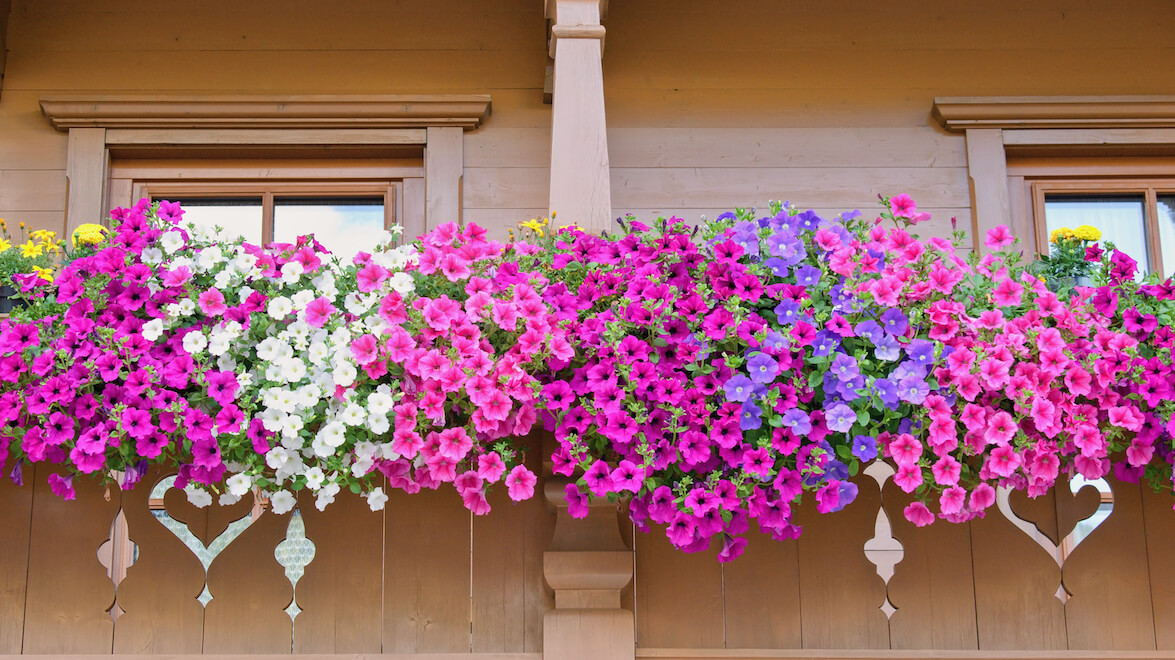 Jardinière pour balcon : comment l'aménager ?