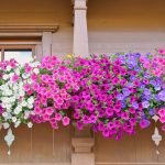 Jardinières fleuries avec fleurs roses, violettes et blanches