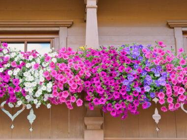 Jardinières fleuries avec fleurs roses, violettes et blanches