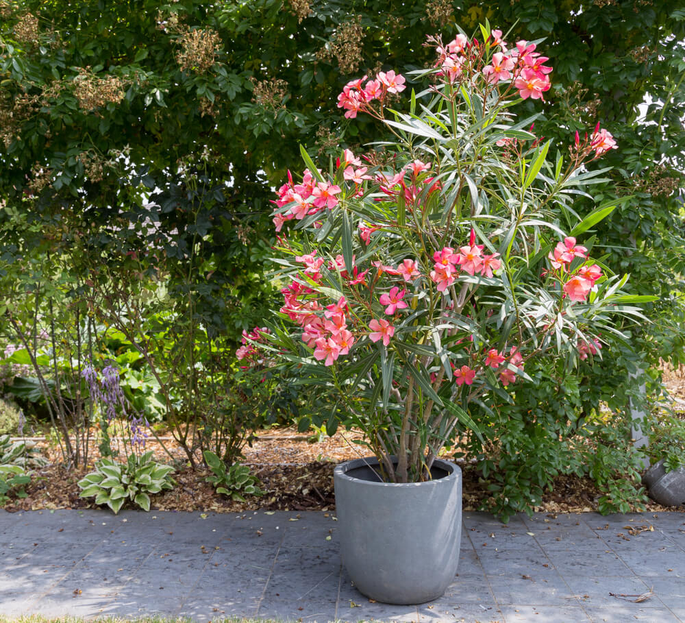 12 plantes pour grands pots à mettre sur votre terrasse