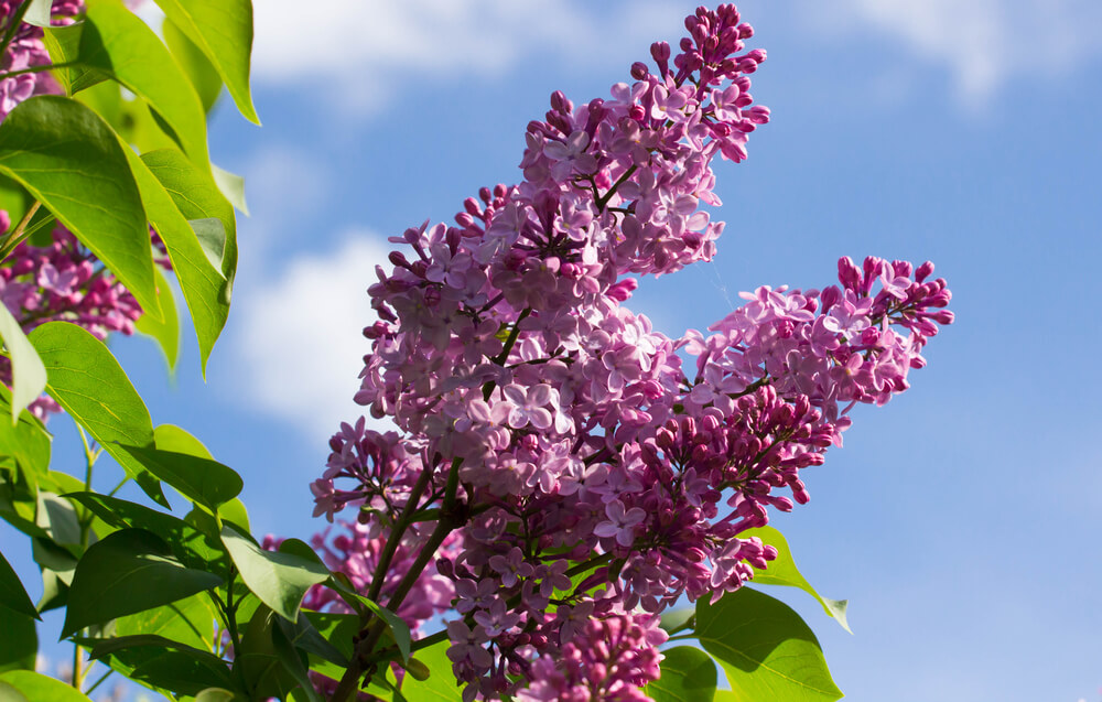 Zoom sur les fleurs d’un lilas des Indes