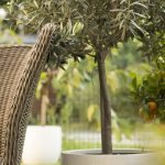 Extérieur avec plantes dans grands pots