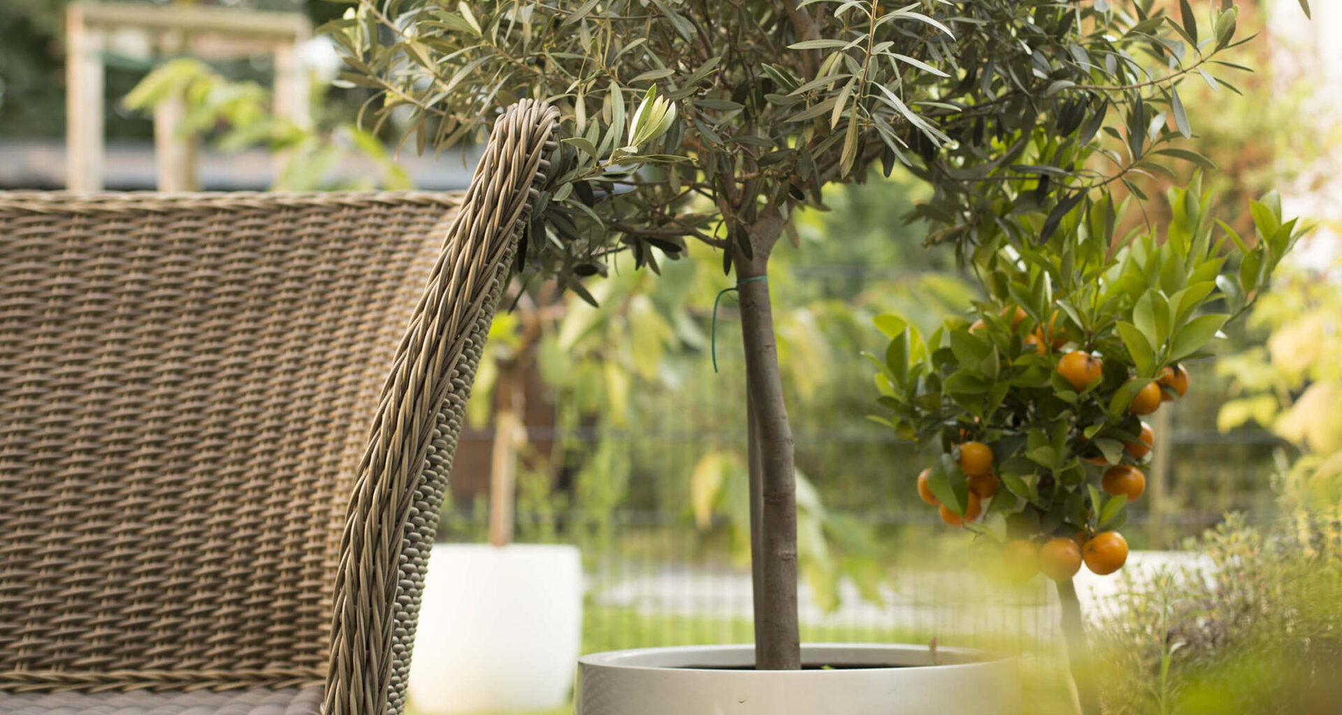 Extérieur avec plantes dans grands pots