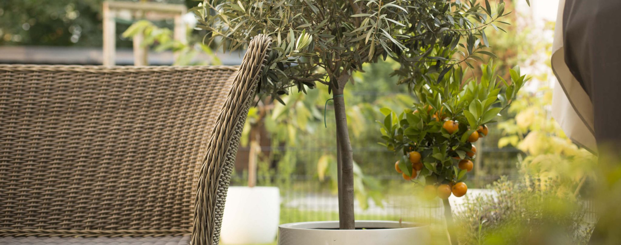 12 plantes à mettre dans de grands pots sur votre terrasse Extérieur avec plantes dans grands pots