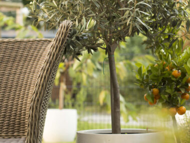 Extérieur avec plantes dans grands pots