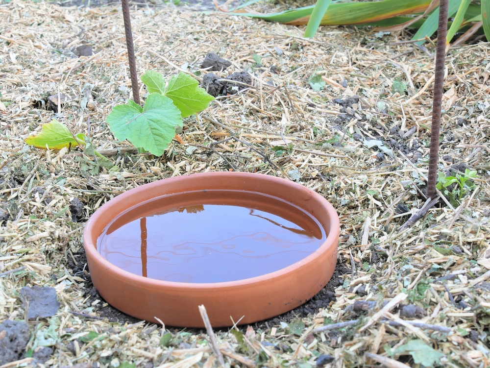 Un pot en terre cuite rempli d’eau et enterré dans le sol