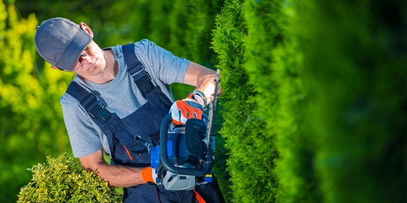 Jardinier taillant une haie de cyprès avec un taille haies